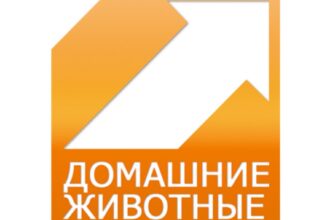 Домашние животные ТВ канал онлайн смотреть прямо сейчас бесплатно в хорошем качестве, прямая трансляция.